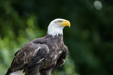 Foto op Plexiglas Closeup of a perched bald eagle © Thorsten Spoerlein