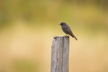 Female black redtail sitting on a fence post