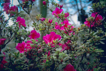 Fototapeta na wymiar Beautiful azalea flower tree in the nature.