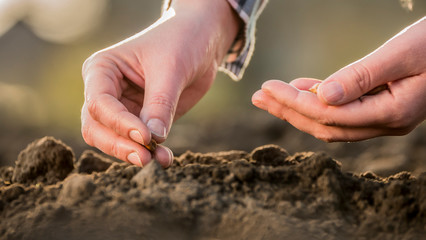 Farmer's hands are planting grain into the soil. New life concept