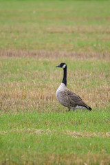 Obraz na płótnie Canvas Canada goose in a field