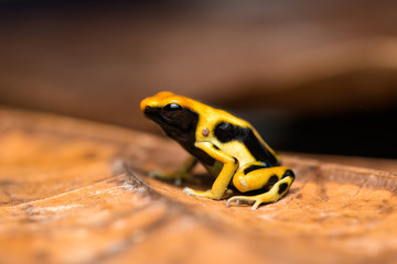 Closeup of a young dyeing poison dart frog 