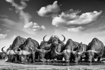 Kaapse buffel / Afrikaanse buffelkudde bij de waterput