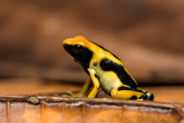 Closeup of a young dyeing poison dart frog 