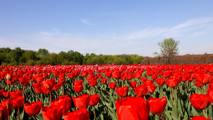 Beautiful flower bed in the park with red tulips