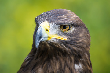 Closeup portrait of a golden eagle