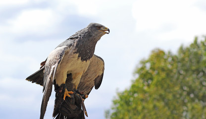 Bird of prey Aguja