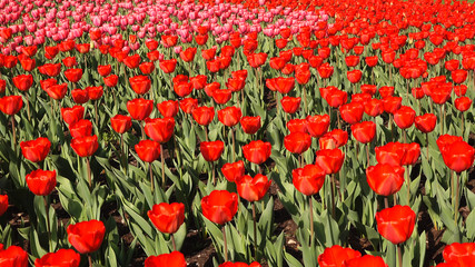 Beautiful flower bed in the park with red tulips