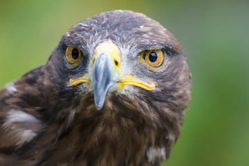 Closeup portrait of a golden eagle