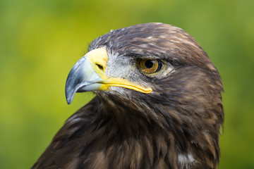 Closeup portrait of a golden eagle