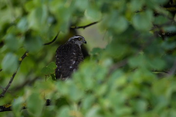 Northern goshawk sitting in a tree