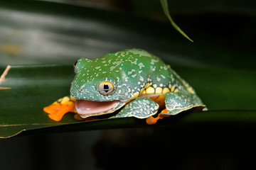 Fringed leaf frog eating its skin on a plant