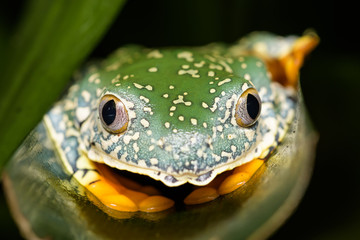 Fringed leaf frog on a plant