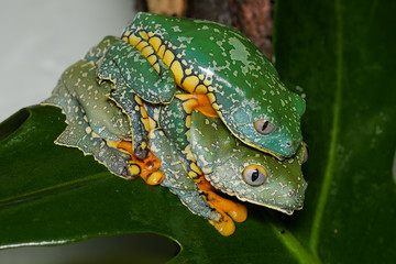 Fringed leaf frogs mating on a leaf