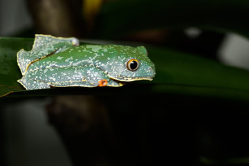 Fringed leaf frog on a plant