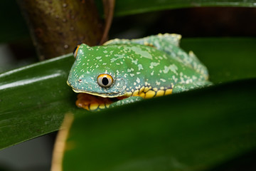 Fringed leaf frog on a plant