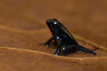 Freshly metamorphosed golden poison frog on a leaf