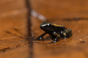 Freshly metamorphosed golden poison frog on a leaf
