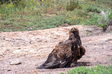 Golden eagle Berkut sitting over prey while hunting close-up. Travel Kyrgyzstan