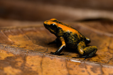 Closeup of a young golden poison frog on a leaf