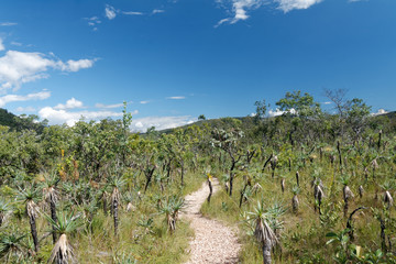 Cerrado w Brazylii