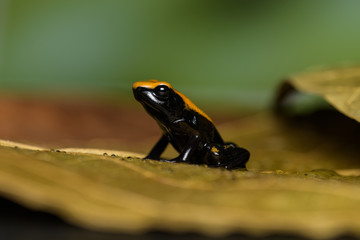 Closeup of a young golden poison frog on a leaf