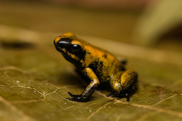 Closeup of a young golden poison frog on a leaf