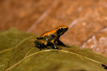 Closeup of a young golden poison frog on a leaf