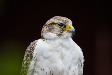 Closeup of a gyr falcon
