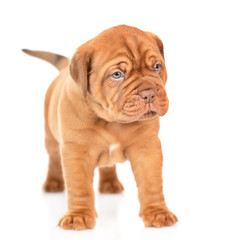 Mastiff puppy standing in front view and looking away. isolated on white background