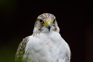 Closeup of a gyr falcon