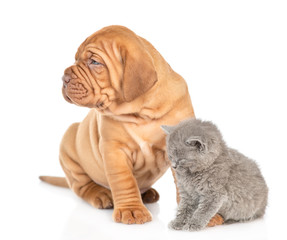 Mastiff puppy and gray kitten sitting together and looking away. Isolated on white background