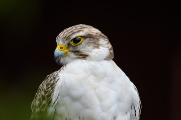 Closeup of a gyr falcon