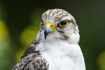 Closeup of a gyr falcon