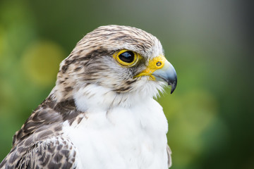 Closeup of a gyr falcon