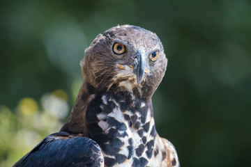 Closeup portrait of a hawk eagle