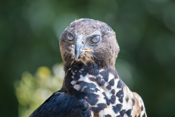 Closeup portrait of a hawk eagle