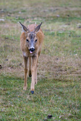 Closeup of a young roe deer buck in a meadow