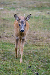 Closeup of a young roe deer buck in a meadow