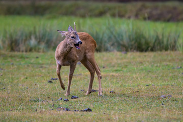 Young roe deer buck calling in a meadow