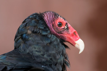 Closeup portrait of a turkey vulture