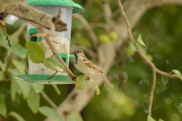 Sparrow birds ,sparrow bird on tree branch,beautiful bird 