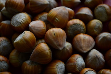 ripe collected hazelnuts on a table close up