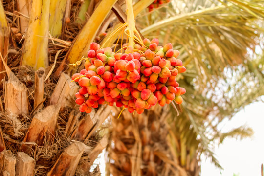 dates on trees branch,dates on tree ,tasty date on palm,natural dates fruit