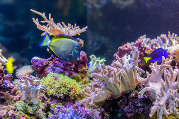 Decorative aquarium with sea water as background