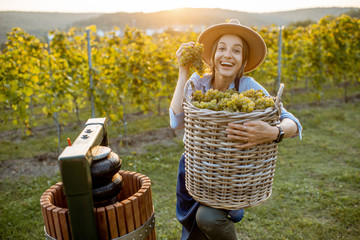 Portrait of a young cheerful woman with basket full of freshly picked up wine grapes near the press...