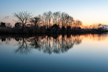 樹木が映り込んでいる朝焼けの淀川