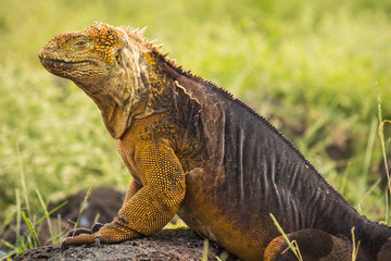 Galapagos Iguana
