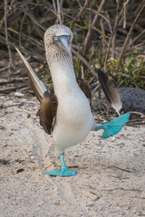 Blue Footed Boobie
