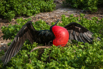 Frigate birds with breeding plumage
